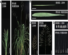 异源四倍体野生稻快速重新驯化获得新突破