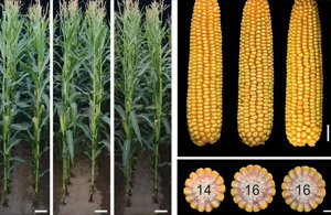 我国科学家发现玉米和水稻zeng产关jian基因