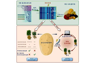 绘制首个马铃薯有害突变的基因二维图谱：我国马铃薯育种基础理论和手艺进入天下领先水平