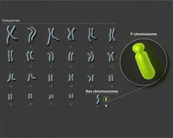 人类Y染色体组装与剖析完成