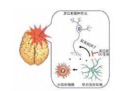 发现星形胶质细胞多巴胺D2受体通过αB晶状体卵白抑制神经炎症