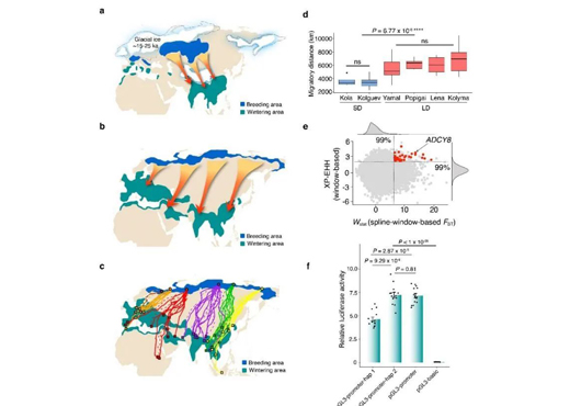展现鸟类迁徙蹊径成因和长距离迁徙关jian基因