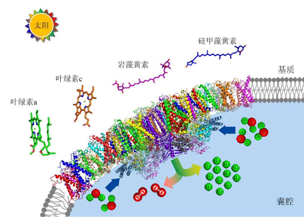 我国科学家剖析“奇葩”光合物种硅藻捕光新机制