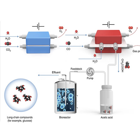 科学家实现二氧化碳还原合成葡萄糖和脂肪酸